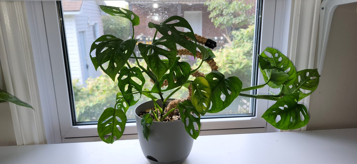 Customer photo review of The Original Bendable Coir Pole™ - Best Seller (Tape Included)