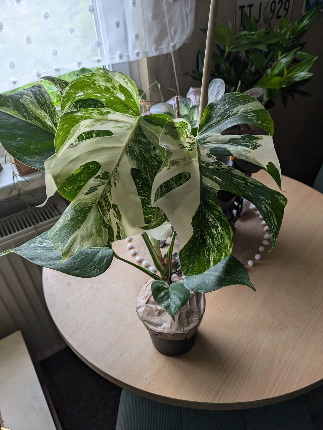 Customer photo review of Monstera Deliciosa Variegata 12cm extrem