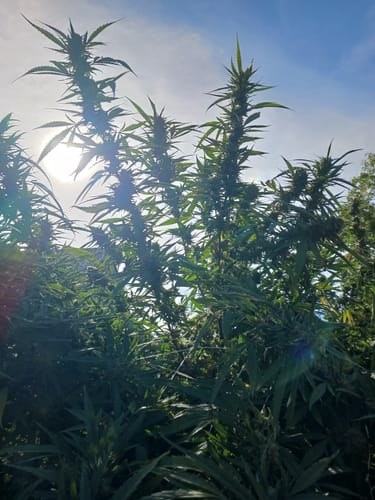 Customer photo review of Gaia Green Power Bloom Fertilizer 2-8-4