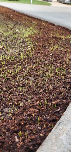 Customer photo review of GCI Turf Cool Blue Grass Seed