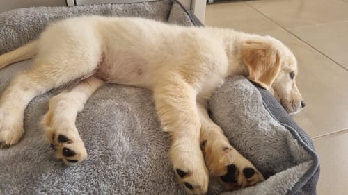Customer photo review of PaWz Premium SuperMat Calming Bed