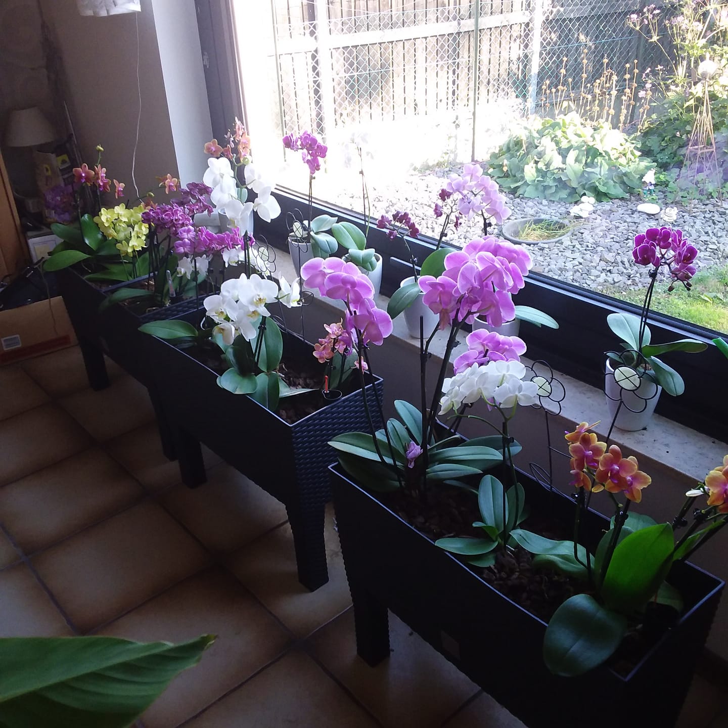 Customer photo review of Table Dance Orchideen Farbmix mit 1 Stielen im 6er Set mit Keramik