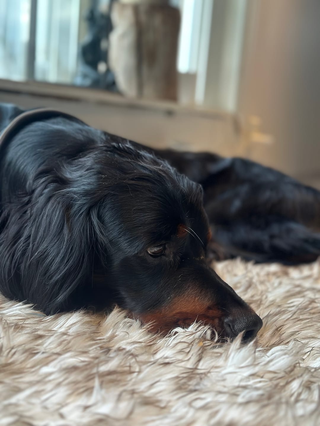 Customer photo review of ComfyRug Original - Hundeseng med premium memory foam