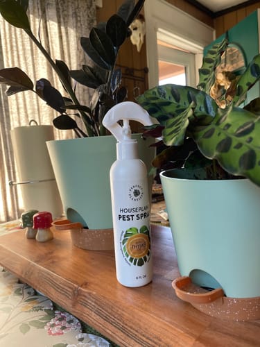 Customer photo review of Houseplant Pest Spray