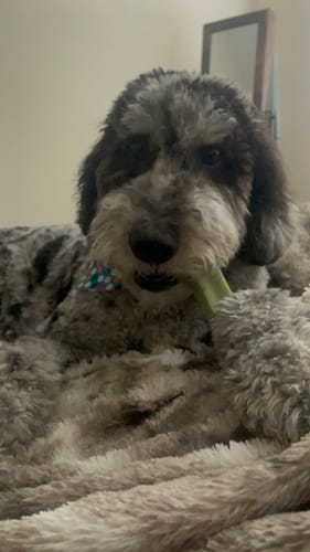 Customer photo review of MIX FLAVORED CHEWS ( A PACK OF 6 STICKS )