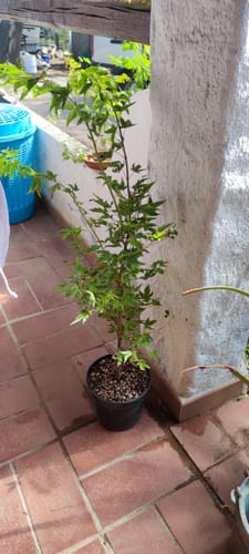 Customer photo review of SUBSTRATO PROFESSIONALE PER CADUCIFOGLIE E LATIFOGLIE CB®