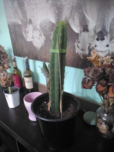 Customer photo review of Imperfect San Pedro Cactus Cuttings | Echinopsis (Trichocereus) pachanoi Cuttings