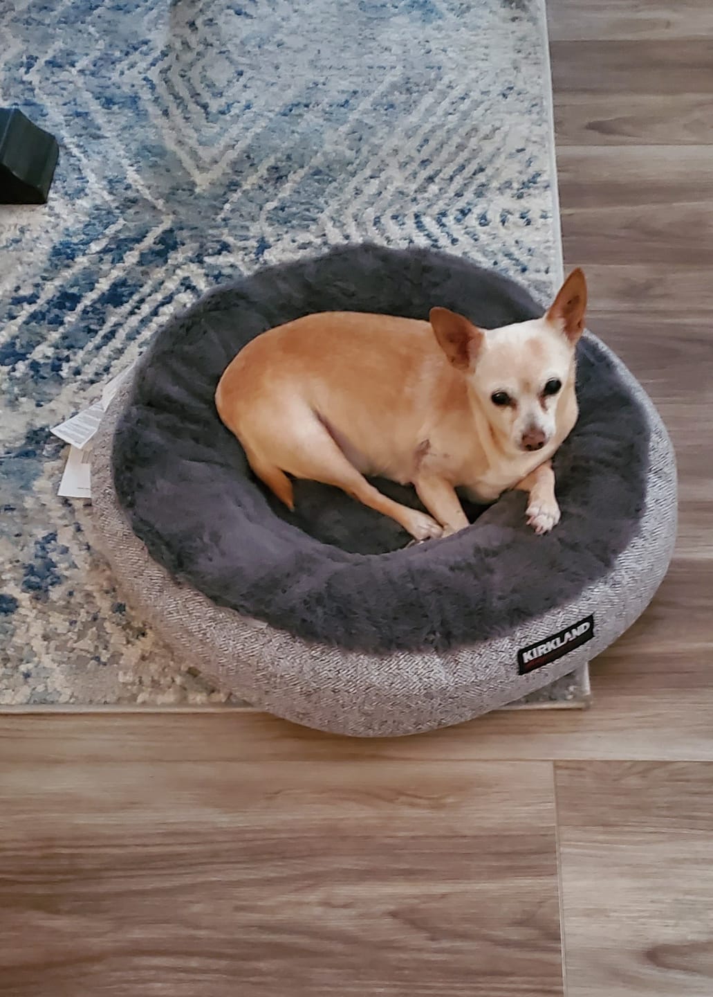Customer photo review of KING KALM CBD 75mg - Small Dog & Cat Formula  20lbs or less
