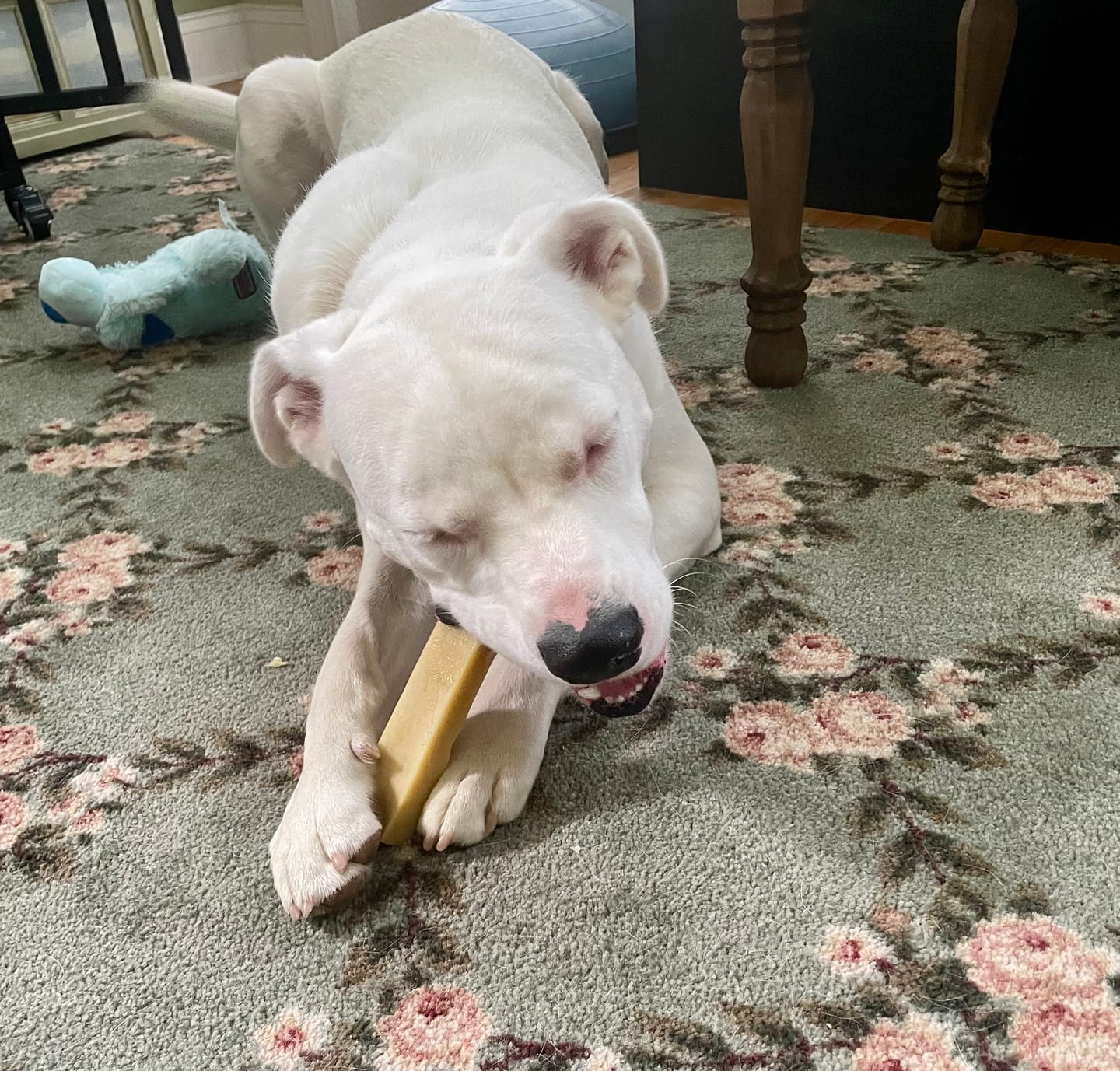 Customer photo review of Himalayan Yak Chew (MEDIUM)