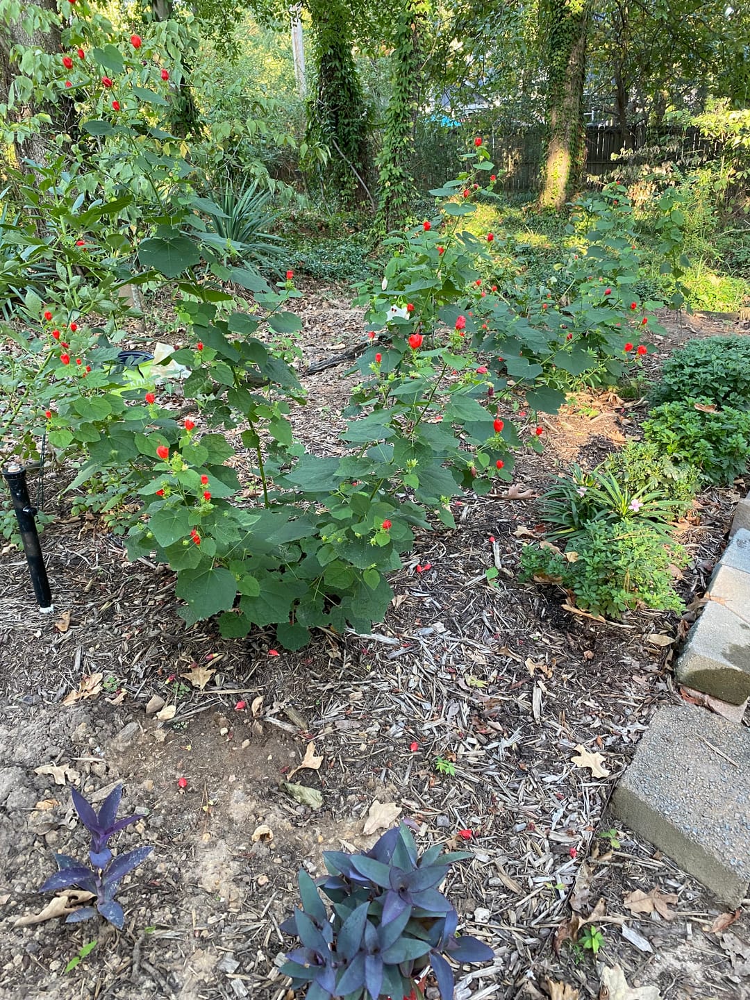 Customer photo review of Turk's Cap