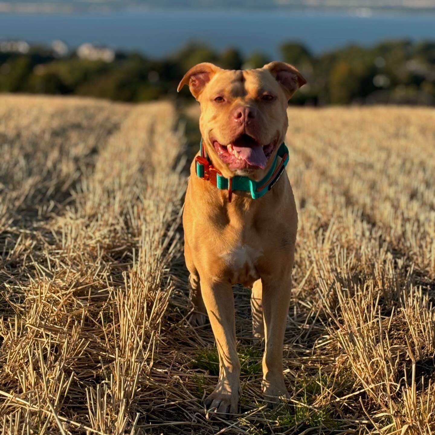 Customer photo review of 4cm LIGHTER Combat® Collar | With Handle Rated Clip - Turquoise & Orange