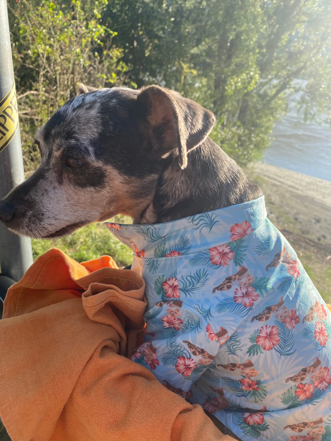 Customer photo review of Put Your Face On A Pet Hawaiian Shirt - Up To 300 Combination