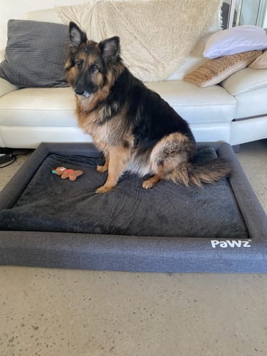 Customer photo review of PaWz Premium Memory Foam Calming Dog Bed