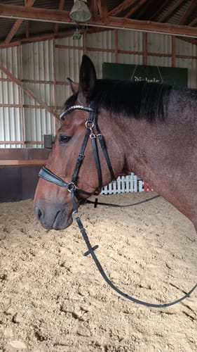 Customer photo review of Harmony Bridle - anatomische gebisslose Trense mit Crystal Stirnband ( gebisslose Zäumung Sidepull oder Crossbridle