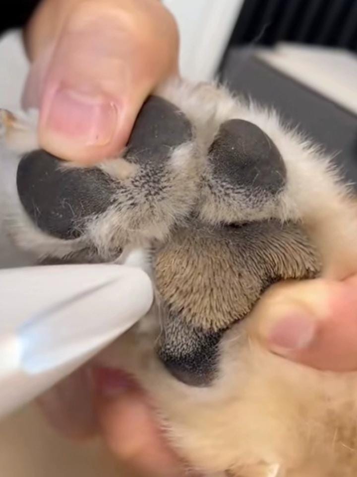Customer photo review of HydroGuard Waterproof Paw Groomer with LED Precision