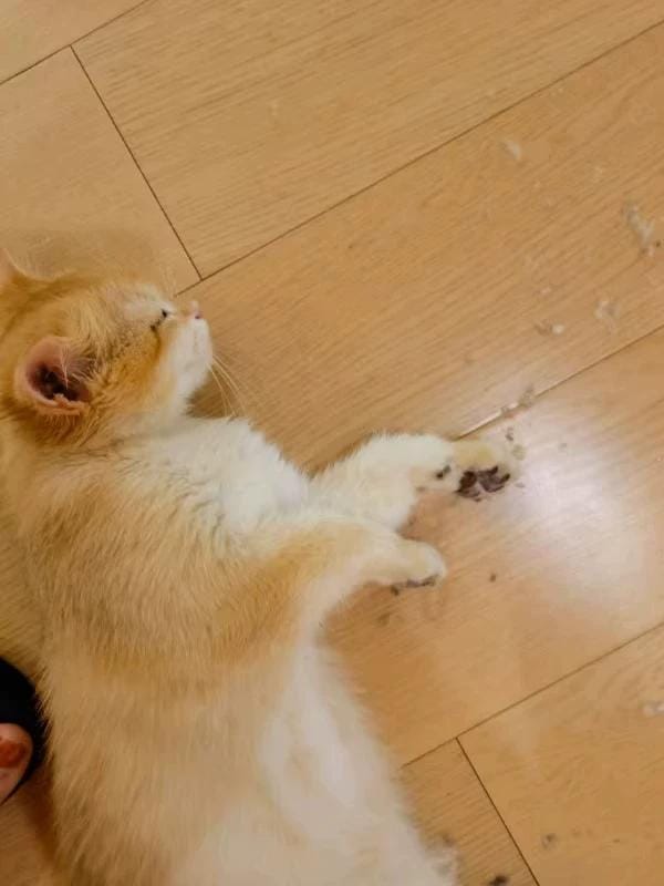 Customer photo review of HydroGuard Waterproof Paw Groomer with LED Precision