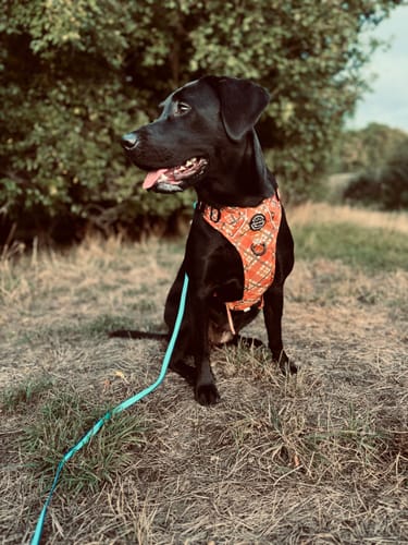 Customer photo review of Tough Trails™ Harness - Pumpkin Plaid