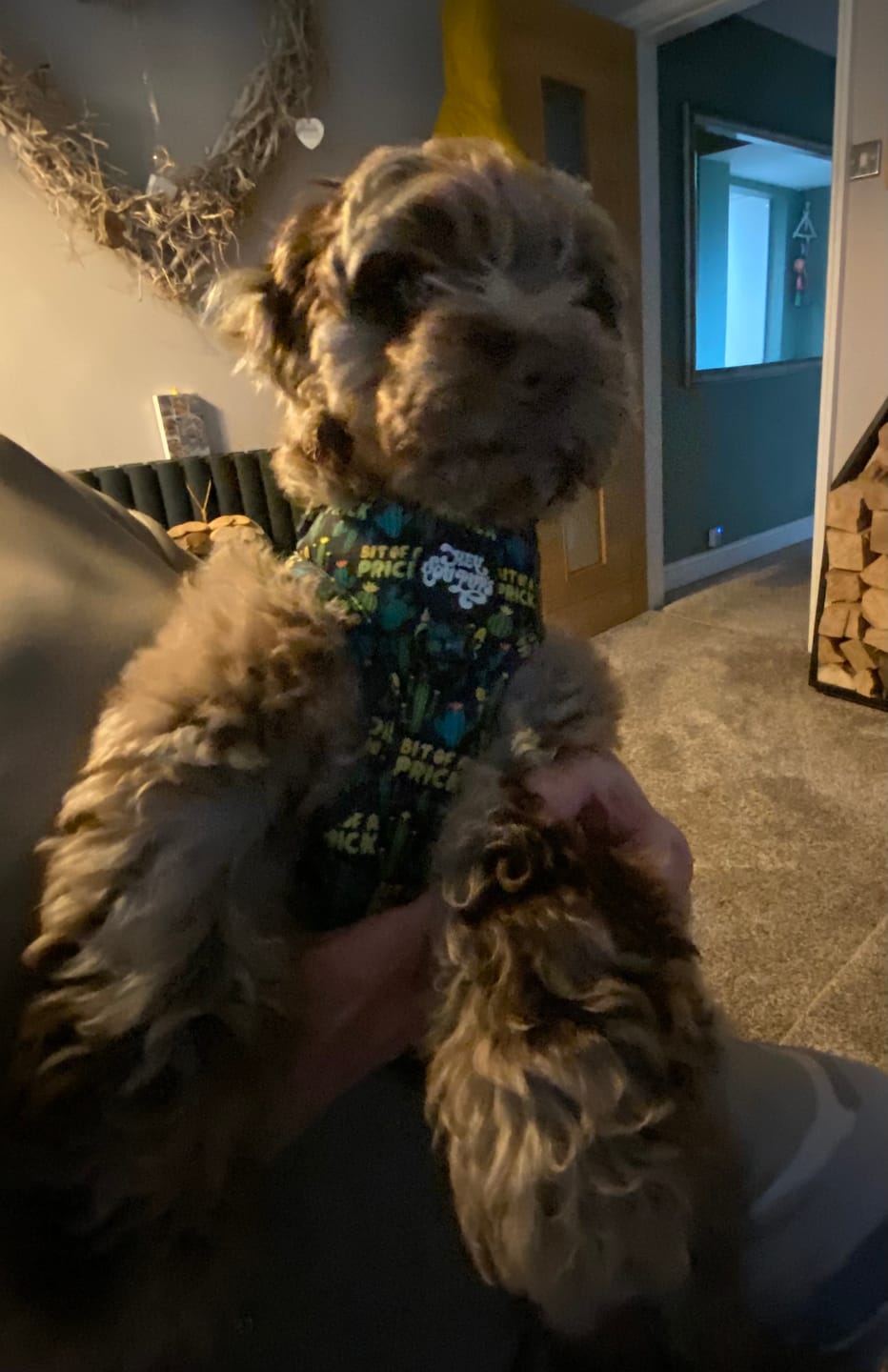 Customer photo review of Bit of a prick harness