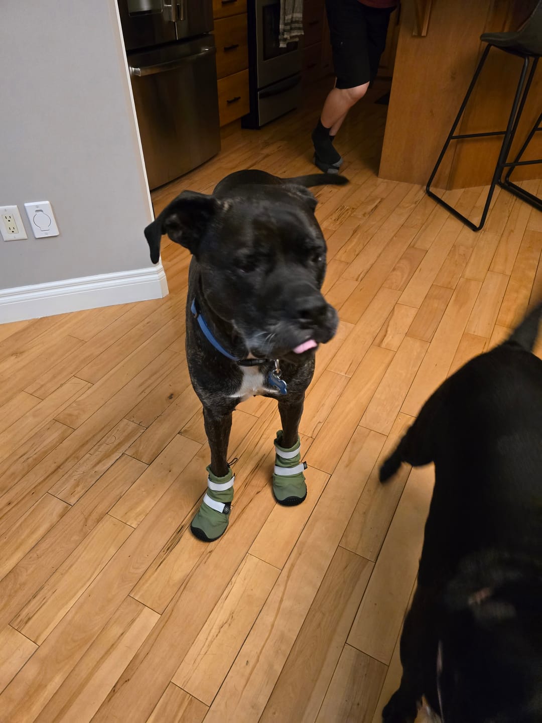 Customer photo review of Flex Shell Waterproof Dog Boots - Green