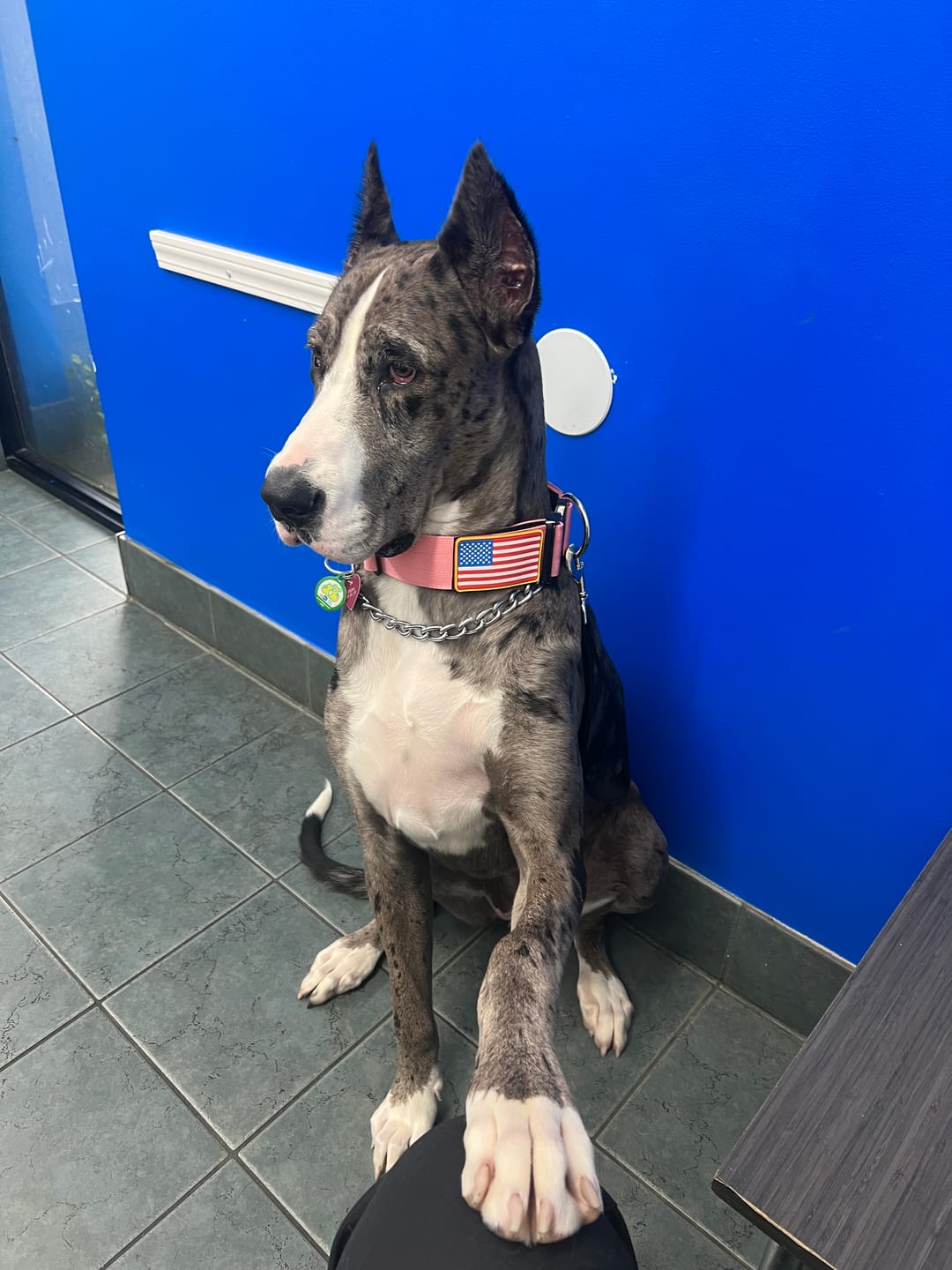 Customer photo review of 2" Tactik Dog Collar - Rose