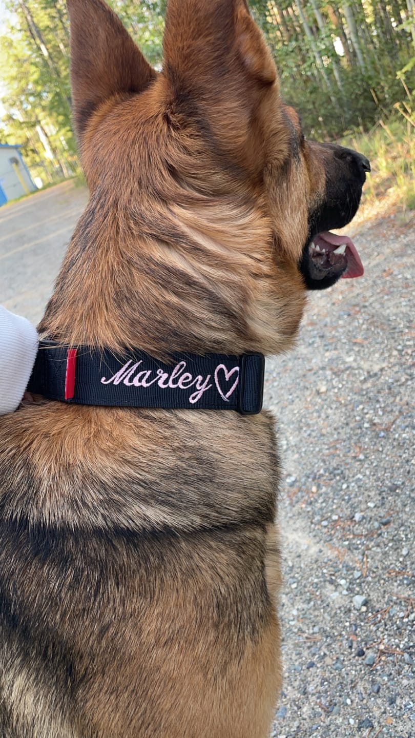Customer photo review of 1.5" Tacti Slim Dog Collar- Black