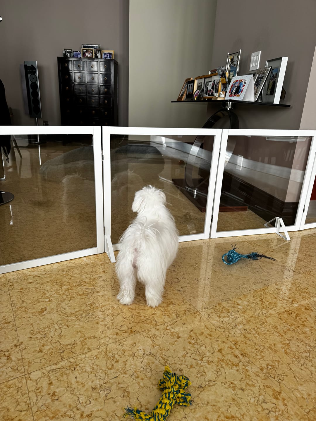 Customer photo review of FairyBaby Clear Freestanding Foldable Dog Gate