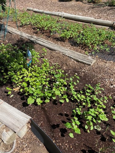 Customer photo review of Common Buckwheat Cover Crop Seeds