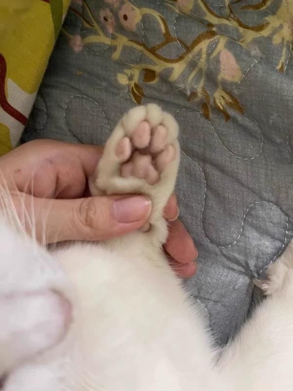 Customer photo review of HydroGuard Waterproof Paw Groomer with LED Precision