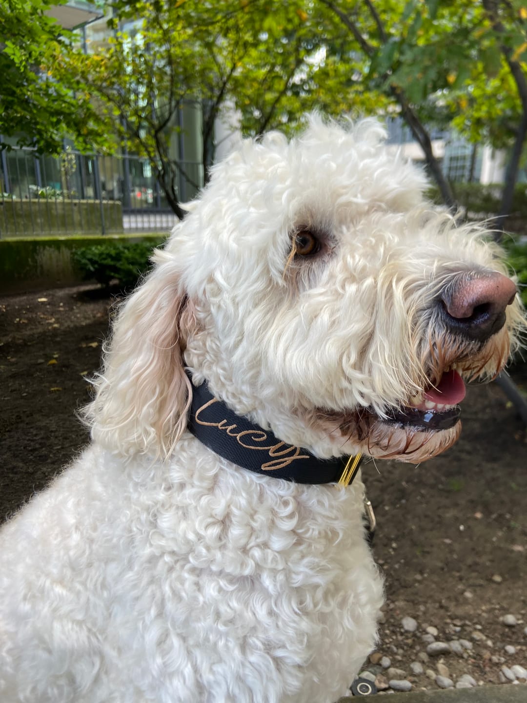Customer photo review of 2" Tacti Luxe Dog Collar - Gold Noir