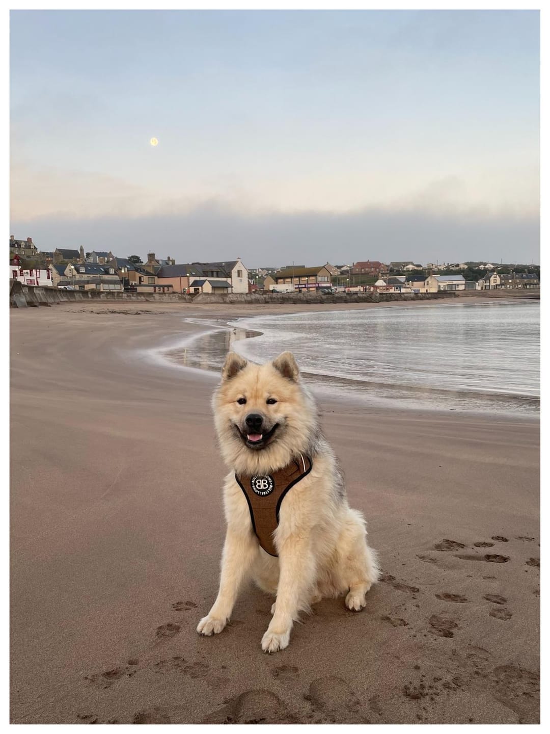 Customer photo review of Premium Comfort Tweed Harness | Non Restrictive & Adjustable - Classic Tan
