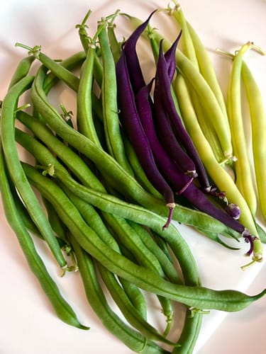 Customer photo review of Royal Burgundy Bush Bean Seeds