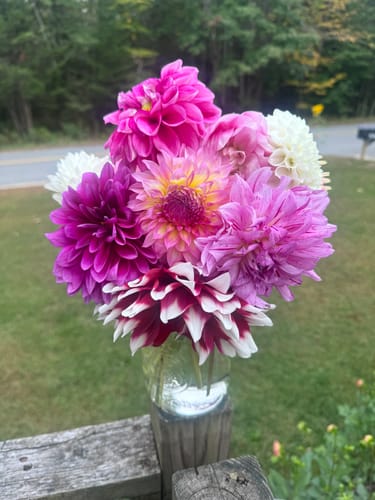 Customer photo review of 50 Golden Seal Sticker