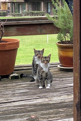 Customer photo review of Revolution Plus For Medium Cats 5.6-11 lbs (2.6-5kg)