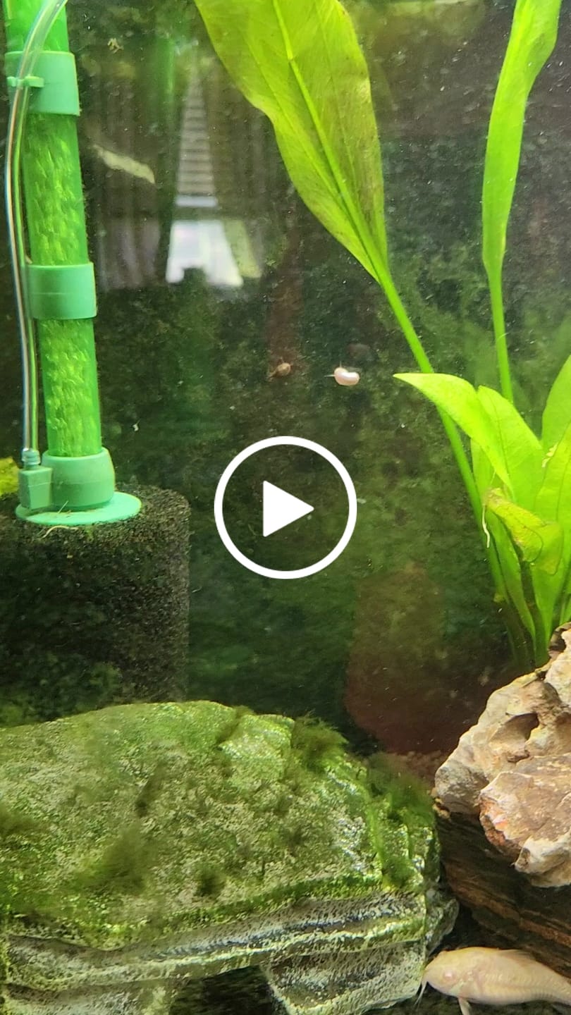 Customer video review of Rotala Rotundifolia