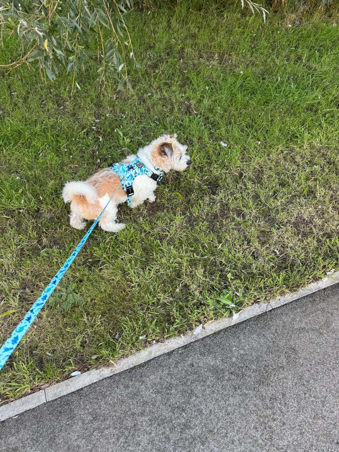 Customer photo review of Tough Trails™ Harness - Dinky Dino
