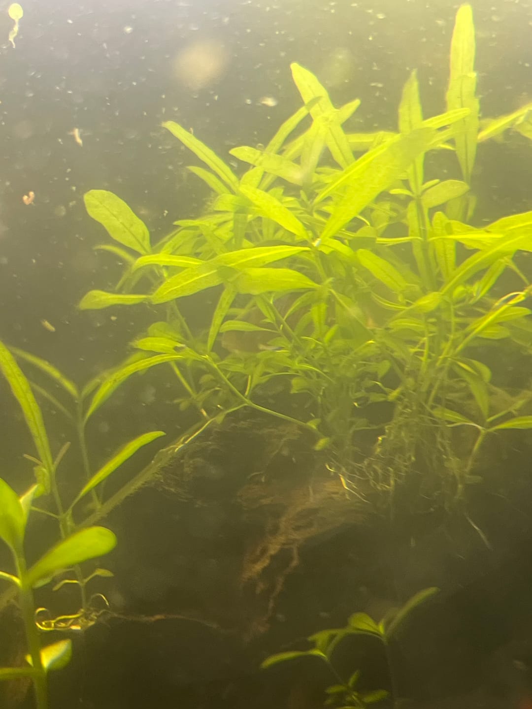 Customer photo review of Panda Cory Catfish