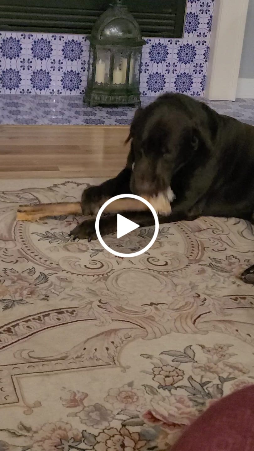Customer video review of Chewy Ostrich Gizzard Strips: The Protein & Omega-3 Rich, Natural Dog Chew Treat