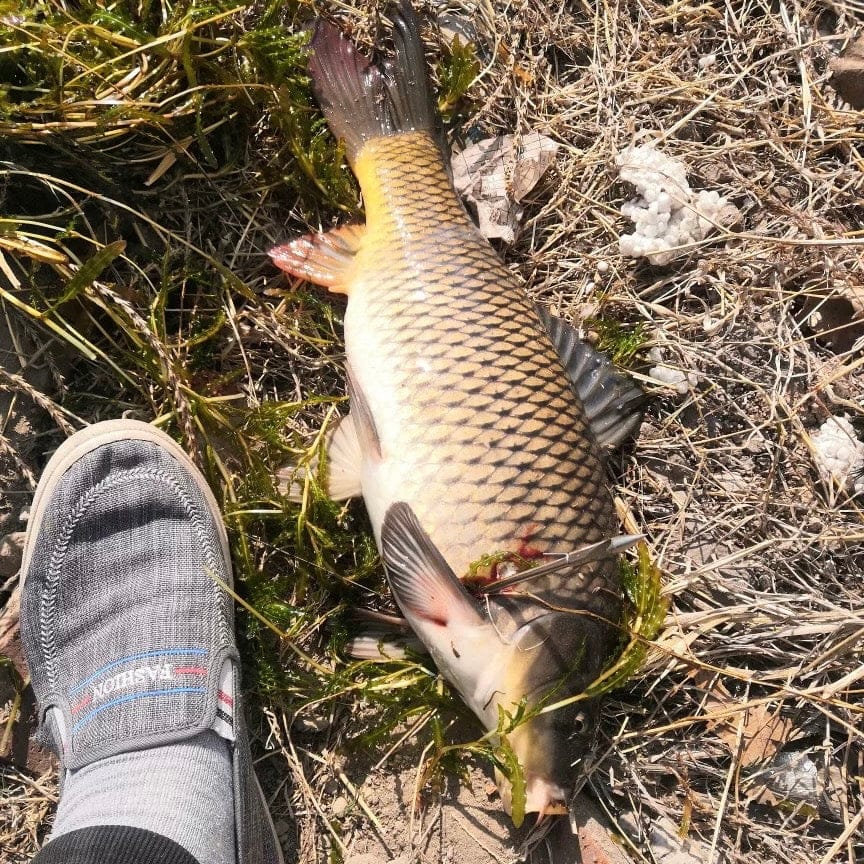 Customer photo review of 10-Pack Stainless Steel Fishing Darts