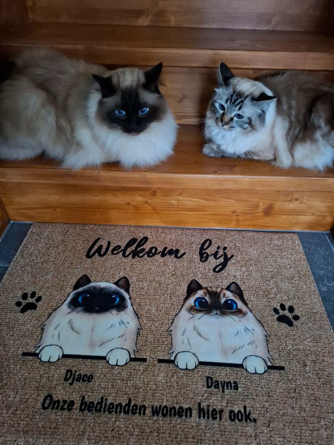 Customer photo review of Welkom bij nieuwsgierige katten - Gepersonaliseerde deurmat
