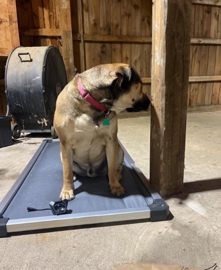 Customer photo review of TitanNest Padded Chew-Proof Elevated Dog Bed for Your Chewer