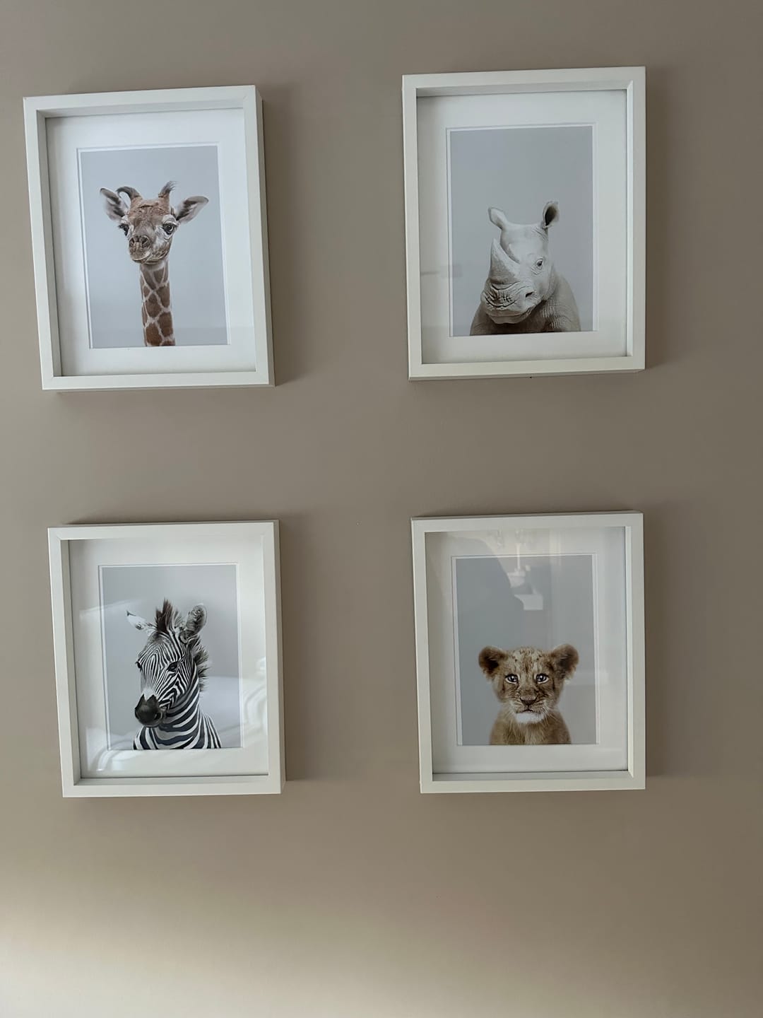 Customer photo review of Lion Cub Art Print