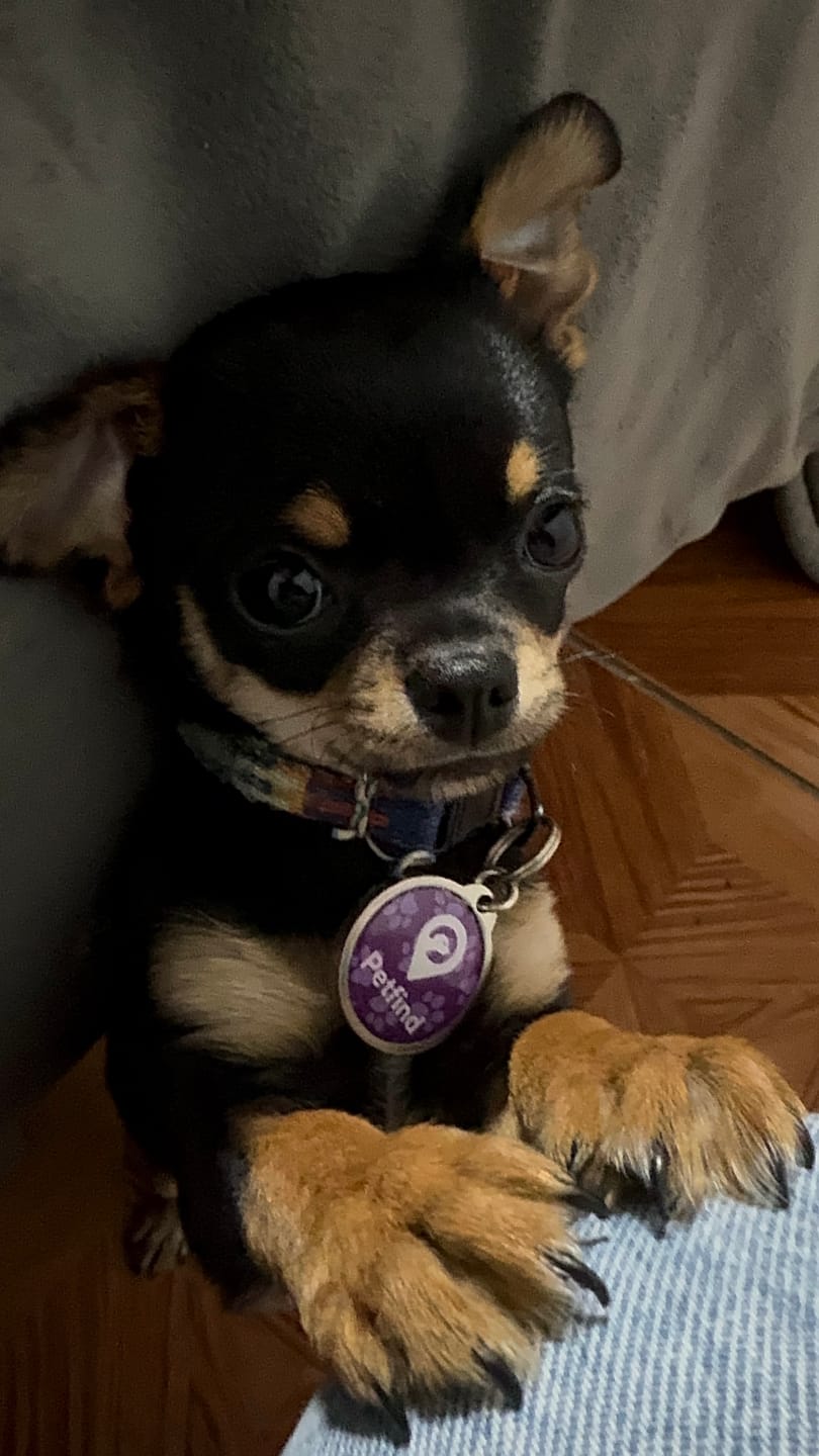 Customer photo review of Pack Neopro Morado