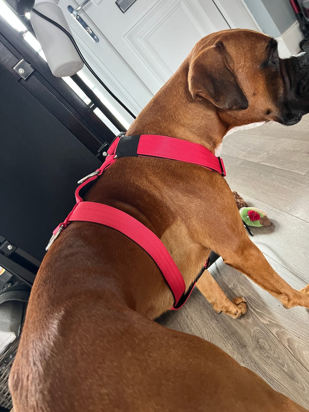 Customer photo review of Training No Pull TRI-Harness® | M-XL Breeds - Red