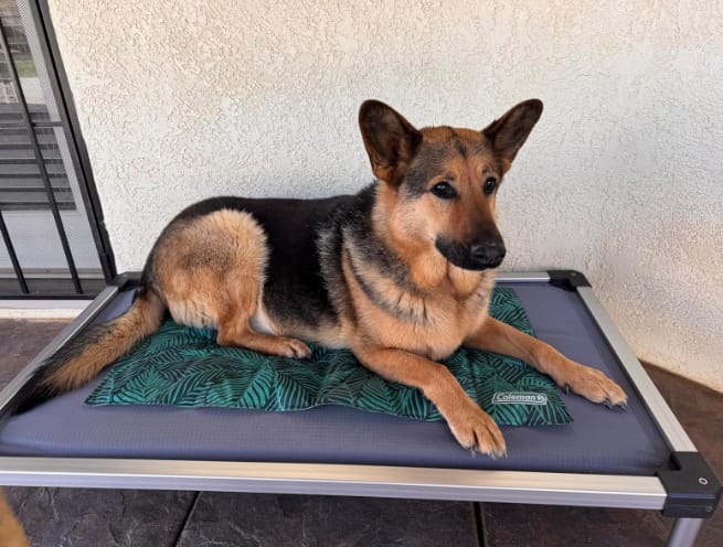 Customer photo review of TitanNest Padded Chew-Proof Elevated Dog Bed for Your Chewer