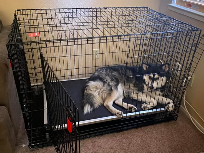 Customer photo review of TitanNest Padded Chew-Proof Elevated Dog Bed for Your Chewer