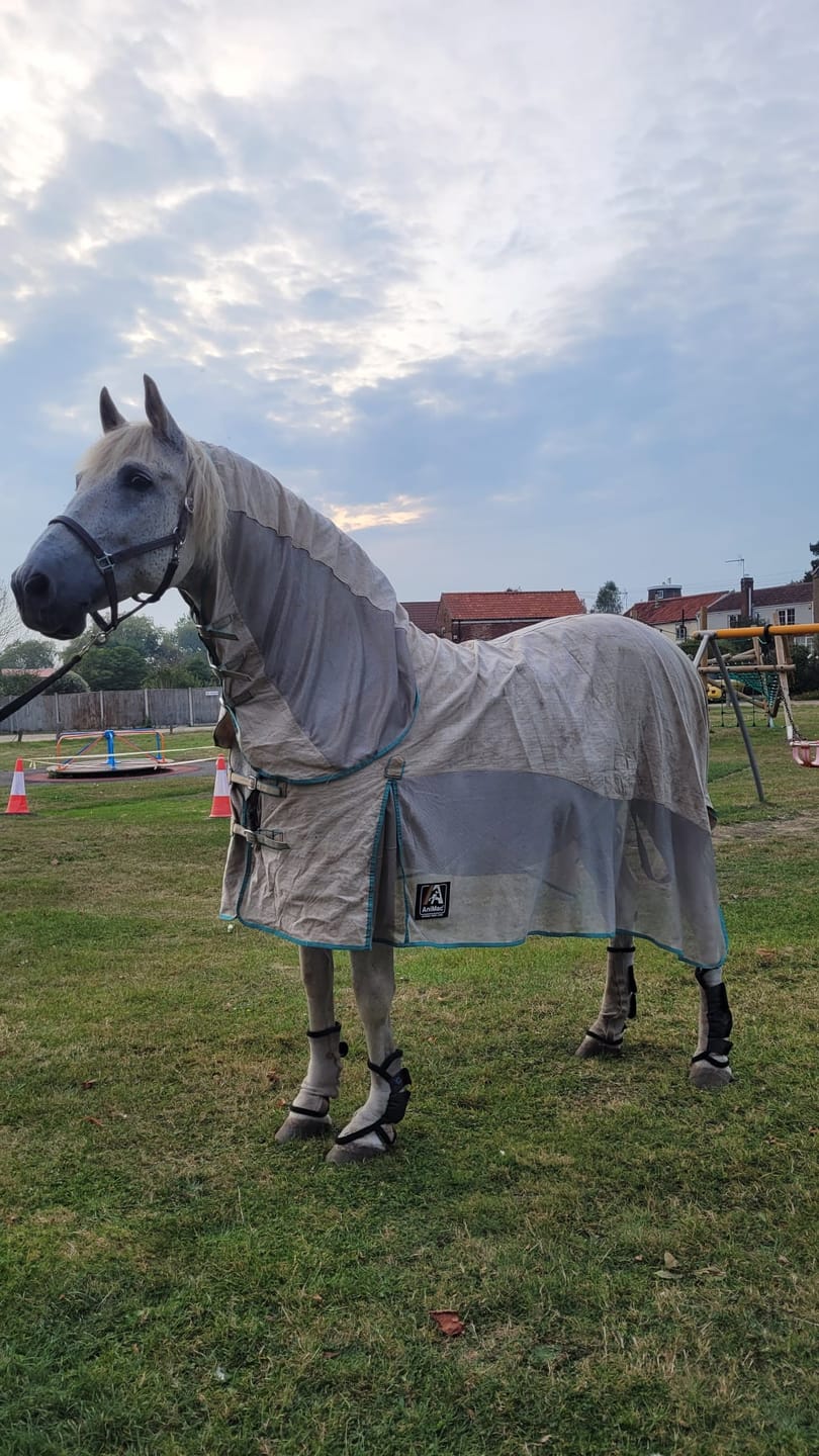 Customer photo review of Allrounder Fly Rug Combo | Big Horse