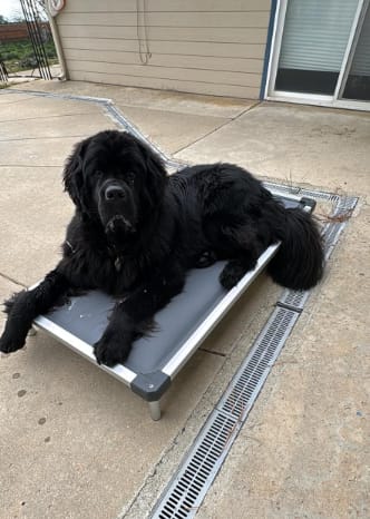 Customer photo review of TitanNest Padded Chew-Proof Elevated Dog Bed for Your Chewer