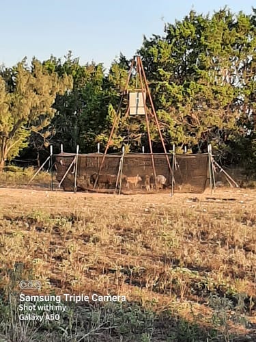 Customer photo review of Pig Brig Trap System