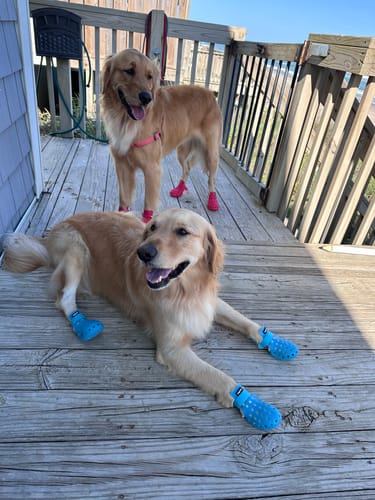 Customer photo review of WagWellies® Mojave