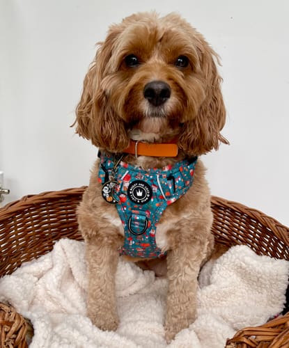 Customer photo review of Trail & Glow® Dog Harness - Woodland Magic